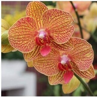 Yellow Red flower seeds