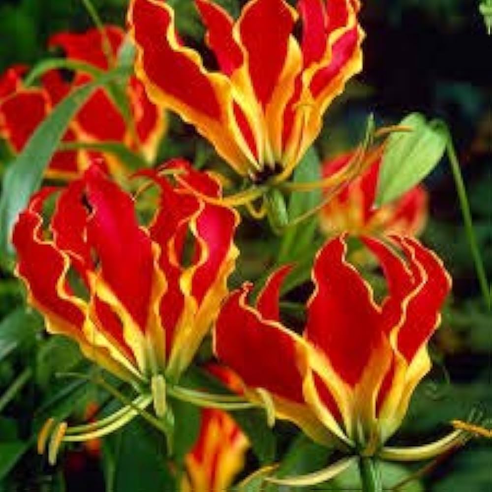Yellow Red flower seeds