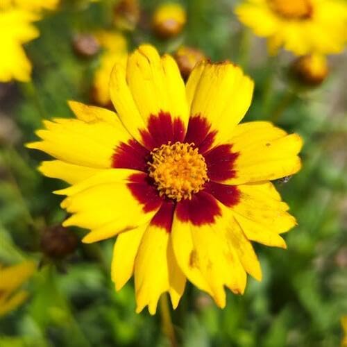 Coreopsis Flower Yellow Red - Heirloom, Non - Gmo Seeds