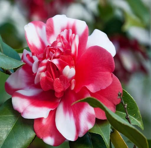 Red White Camellia Flower - Heirloom, Non - Gmo Seeds