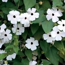 White Thunbergia flower seeds