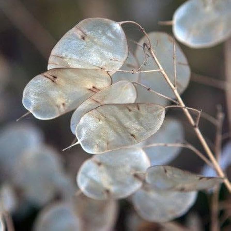 Annual Honesty Lunaria plant