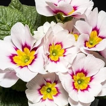 White Pink flower seeds