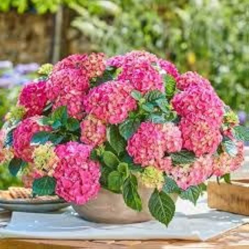 Pink Hydrangea Flower Seeds for Planting – Heirloom Non-GMO Garden Seeds