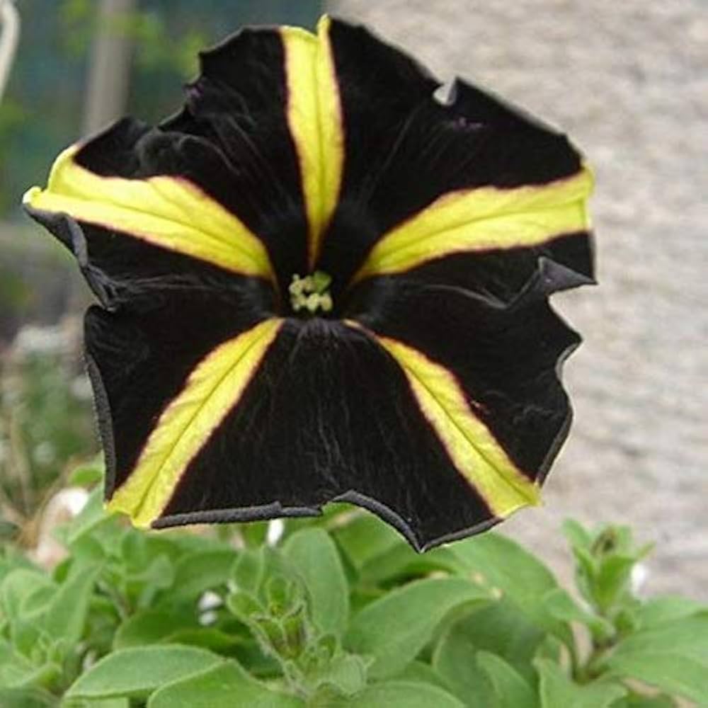 Yellow With flower seeds