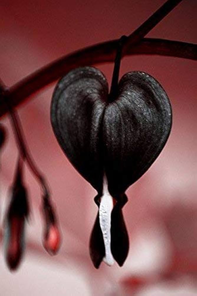 Dicentra Spectabilis flower seeds