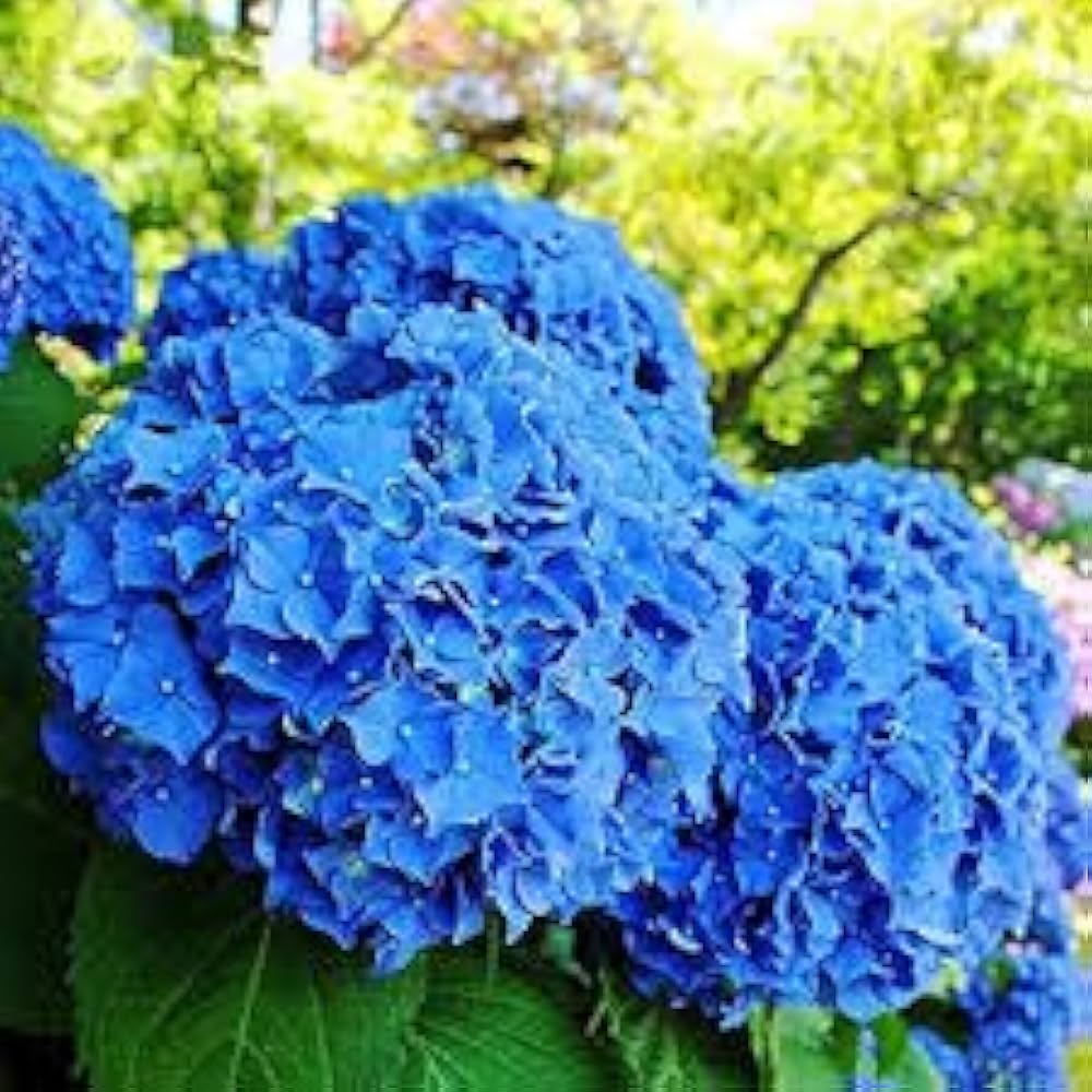 Deep Blue flower seeds