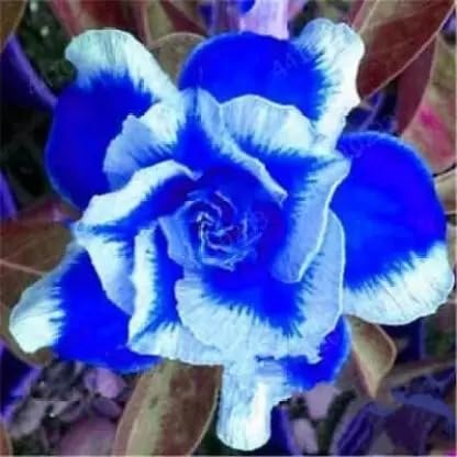 White Blue flower seeds