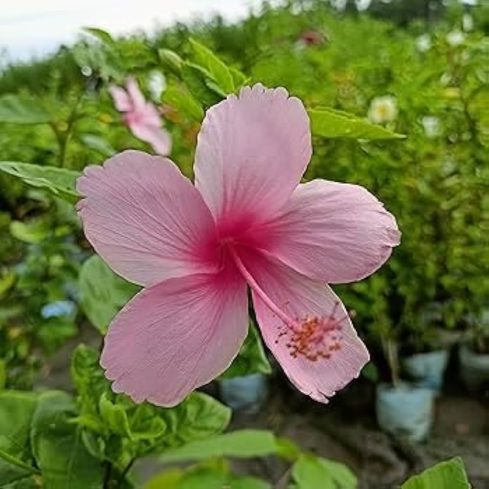 Hibiscus flower seeds