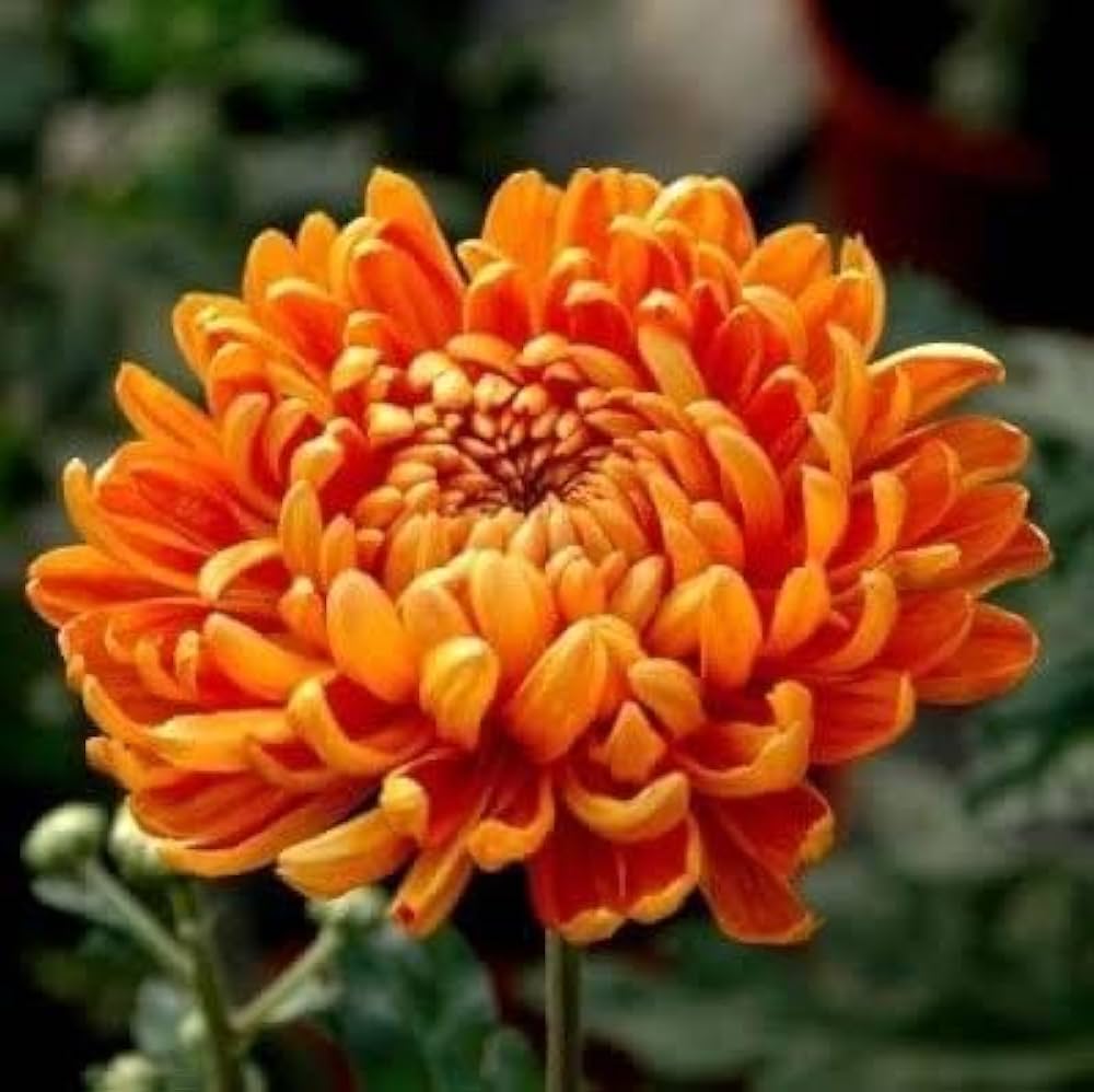 Red Yellow flower seeds