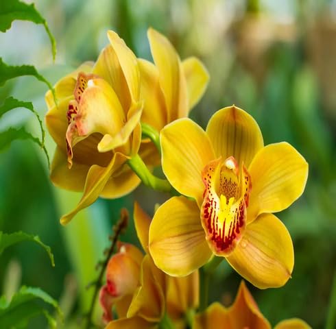 Yellow Orchid Flower - Heirloom, Non - Gmo Seeds