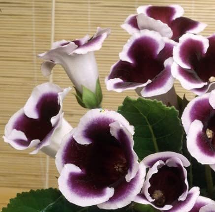 Black White flower seeds