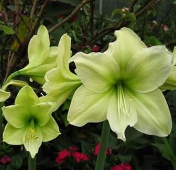 Green Hippeastrum flower seeds
