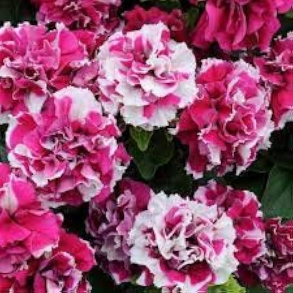 Red White flower seeds