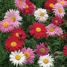 Chrysanthemum Robinson'S flower seeds