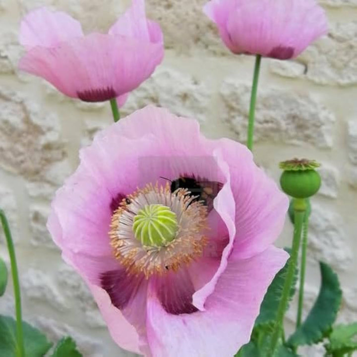 Pink Poppy flower seeds
