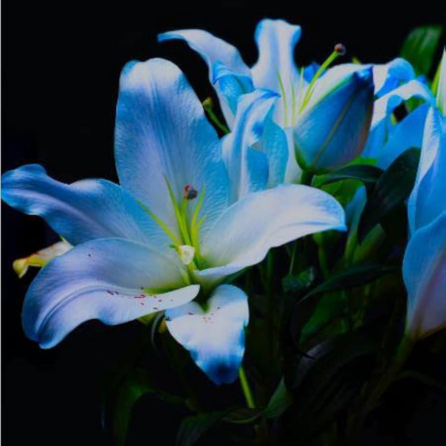 Blue Heart flower seeds