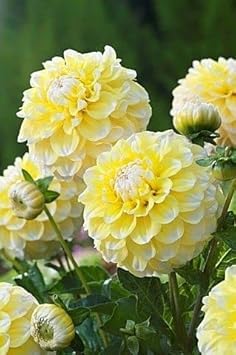 Lemon Pie flower seeds