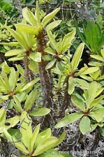 Green Euphorbia flower seeds