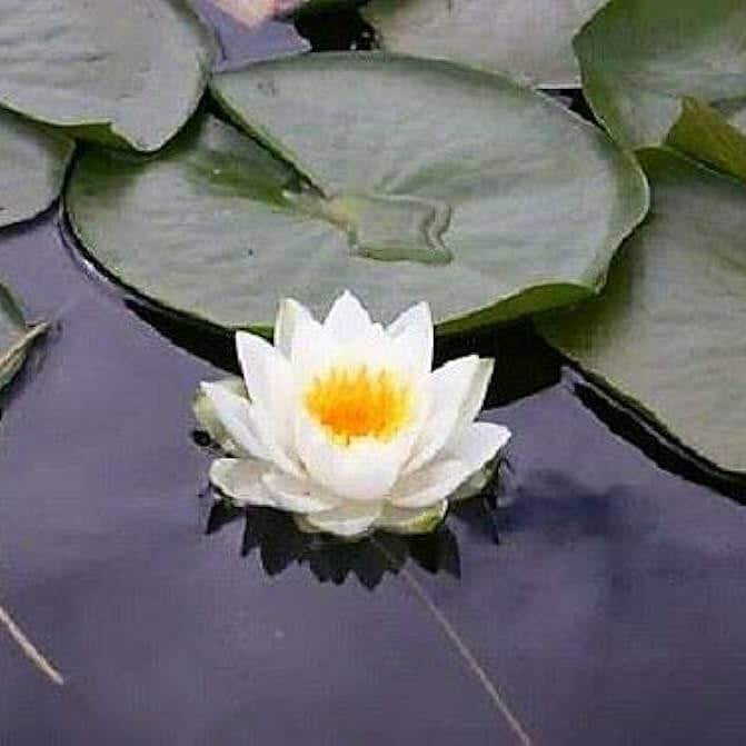 Asiatic White Lotus plant