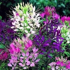 Cleome flower seeds