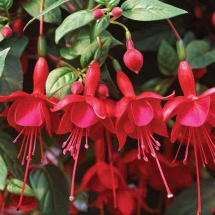 Fuchsia Flower Red - Heirloom, Non - Gmo Seeds