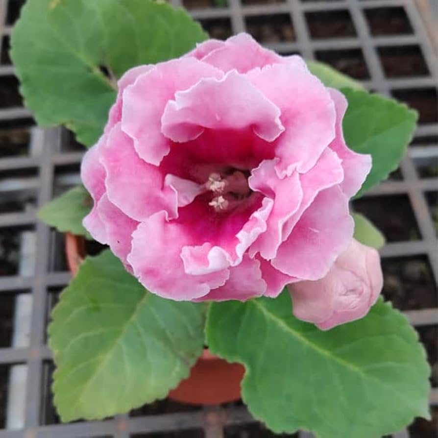 White Pink flower seeds