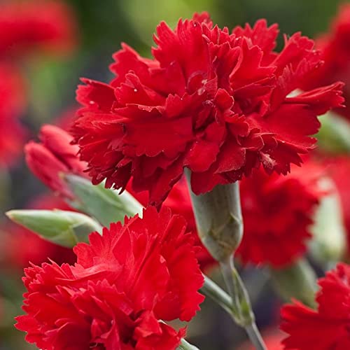 Red Carnation flower seeds