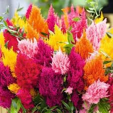 Plumed flower seeds