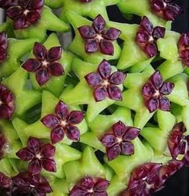 Green Maroon flower seeds