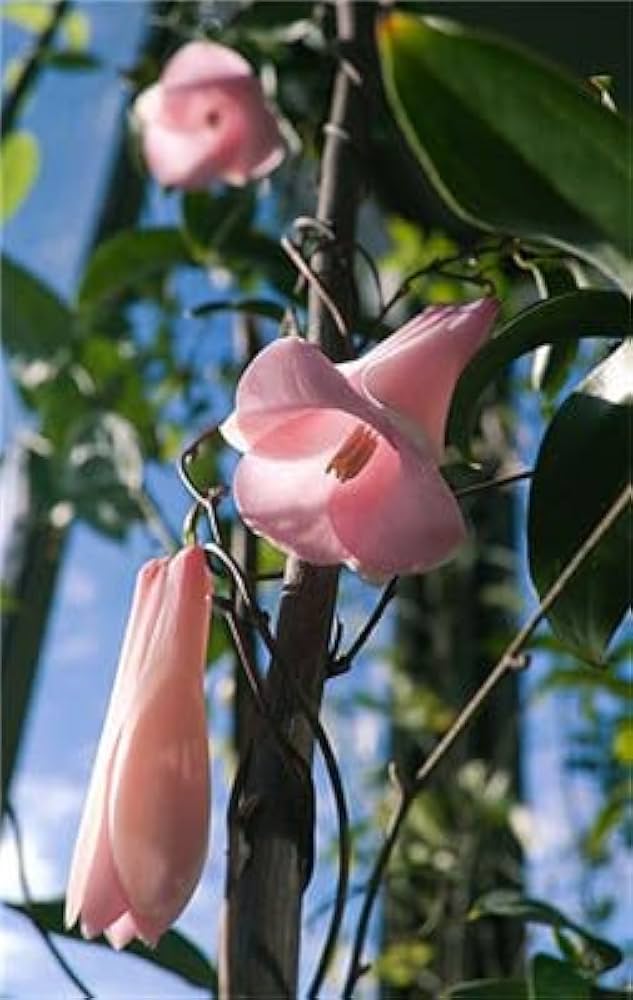 Campanula Chile flower seeds