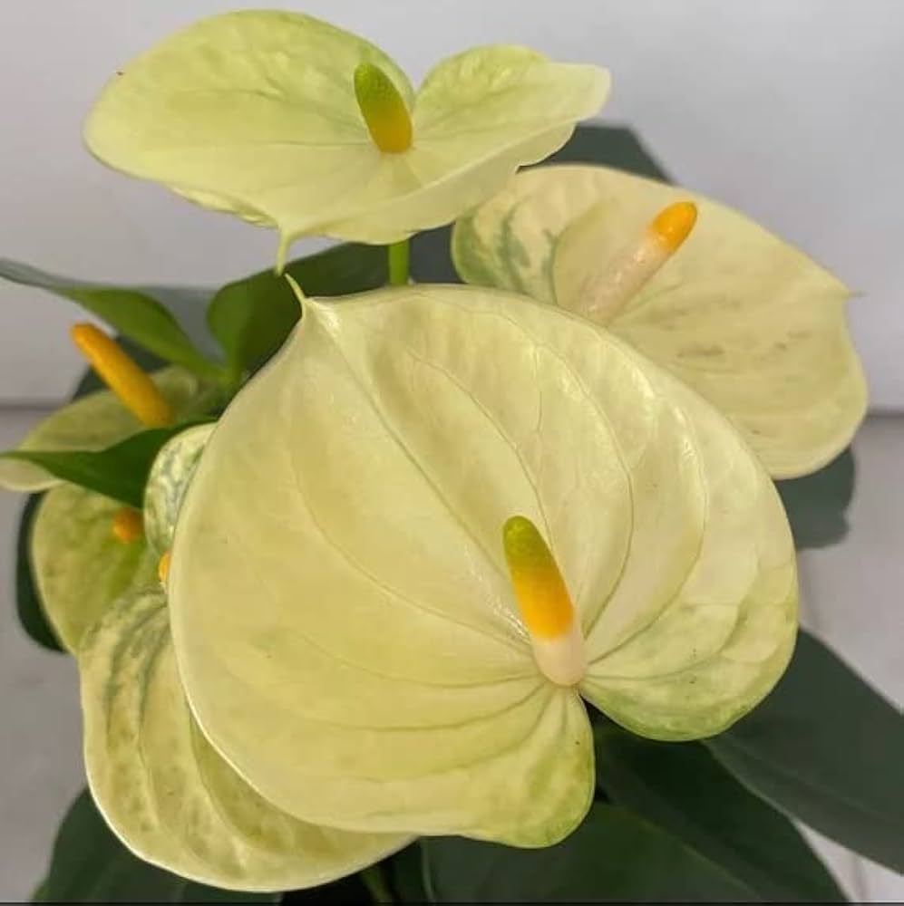 Yellow Anthurium flower seeds