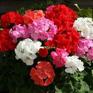 Geraniums flower seeds