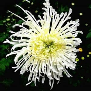 Japan Spider flower seeds