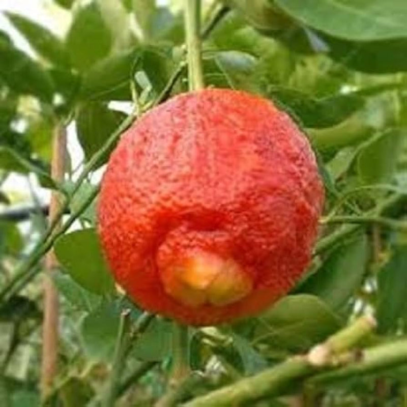 Red Yellow Lemon Fruit Seeds for Planting – Heirloom Non-GMO Garden Seeds