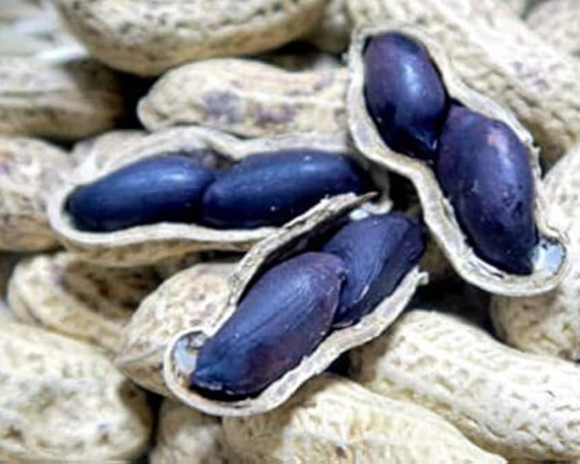 Blue Peanut plant