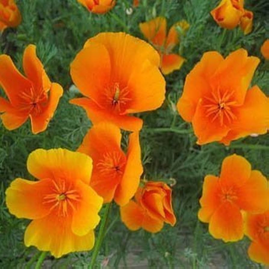Yellow Eschscholtzia flower seeds