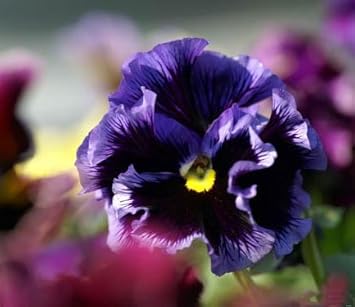 Violet Pansy flower seeds