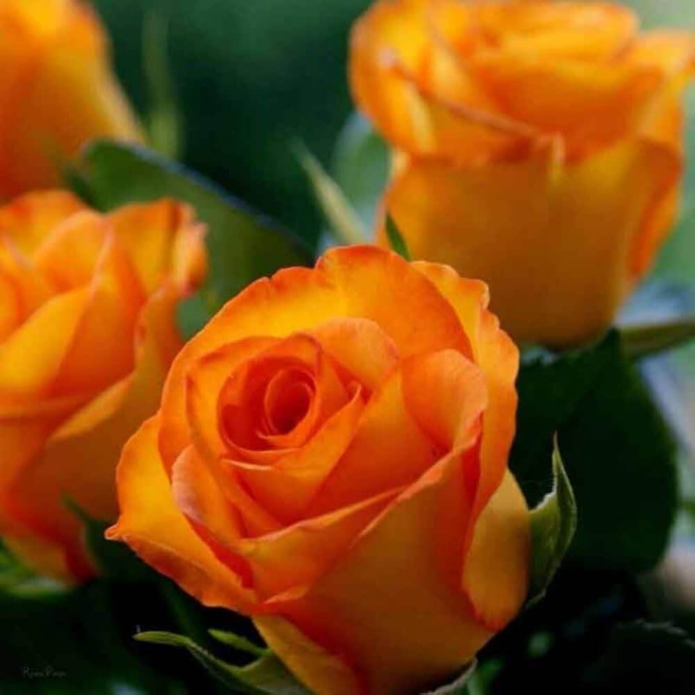 Gold Rose Rose plant