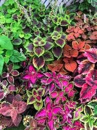 Coleus flower seeds