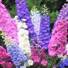 Rocket Larkspur flower seeds