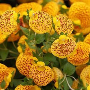 Red Yellow flower seeds