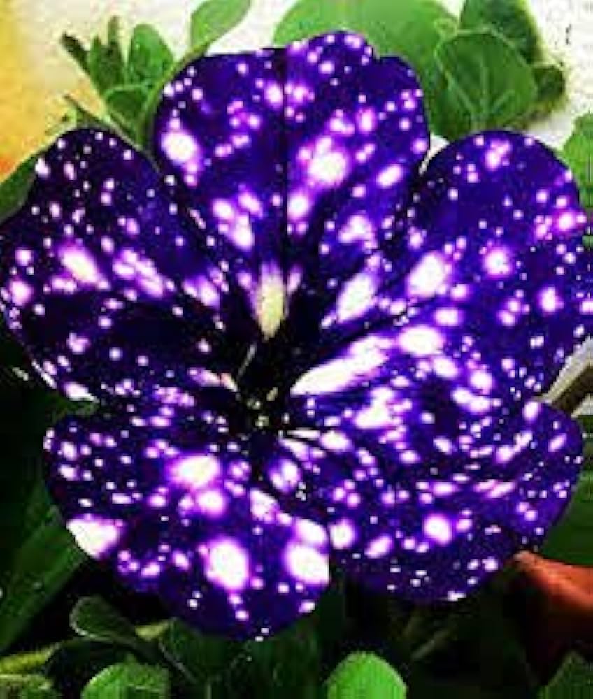 Night Sky flower seeds