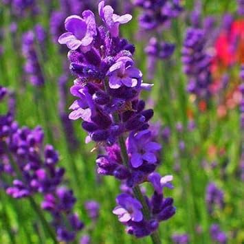 Lavender flower seeds
