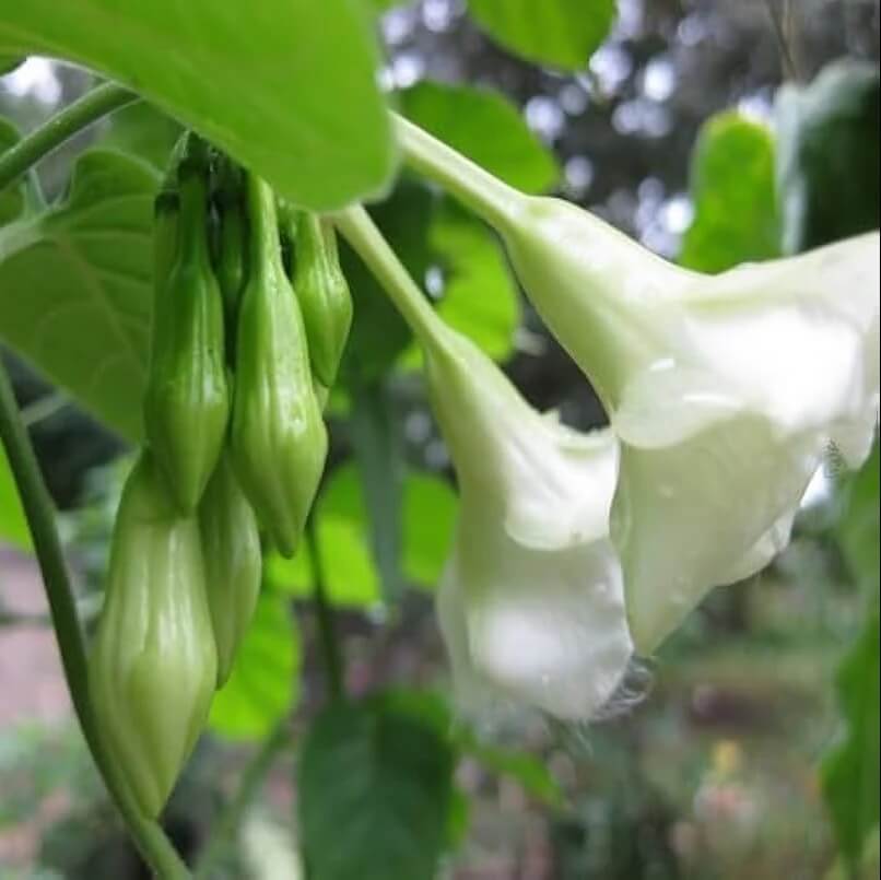 Edible Loroco plant