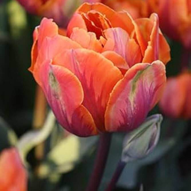 and Green Tulip plant