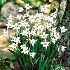 Acidanthera flower seeds