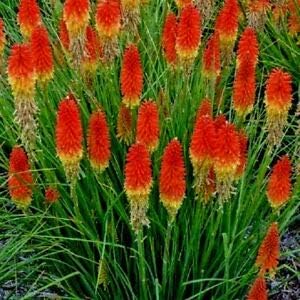 Red Kniphofia flower seeds