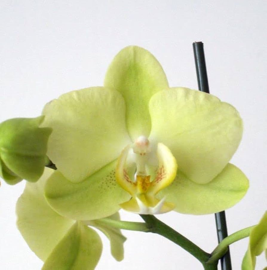 Pale Green flower seeds