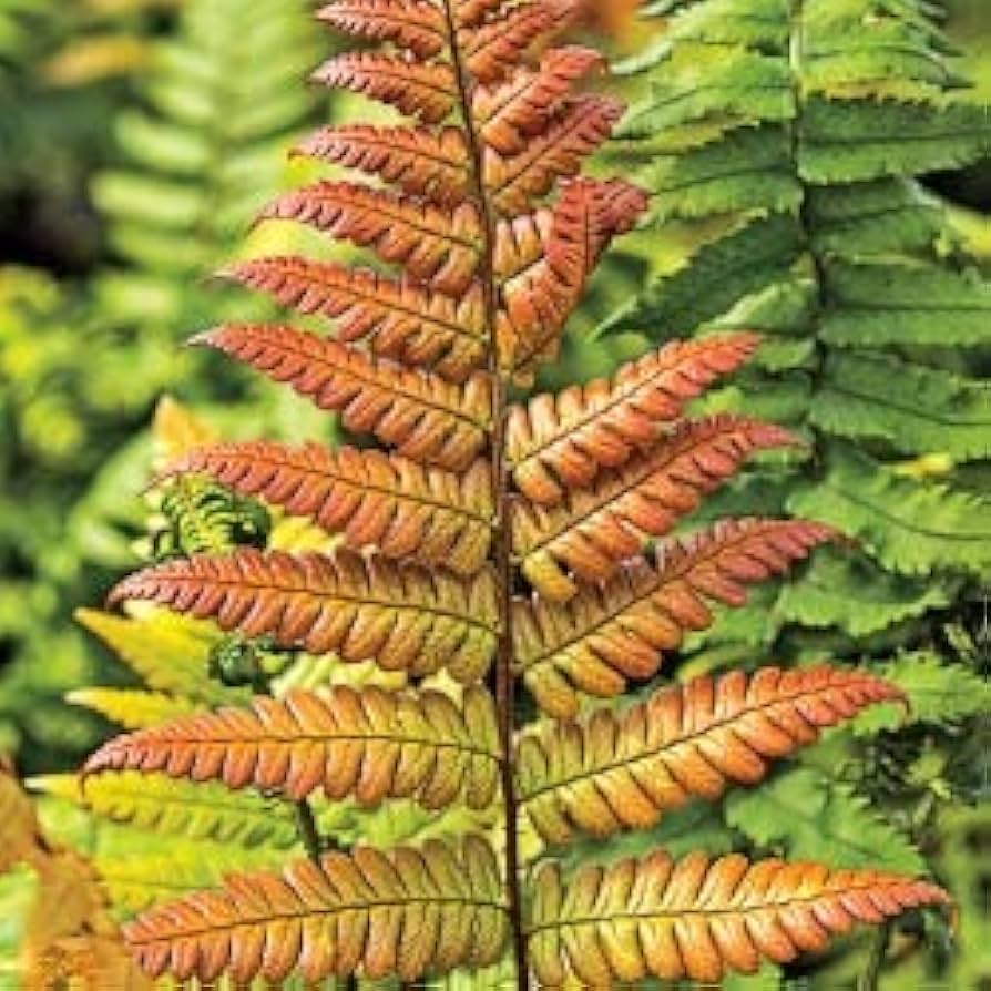 Yellow Fern flower seeds